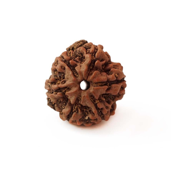 Rudraksha bead 6 faces