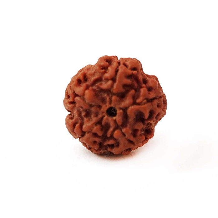 Rudraksha bead 5 faces