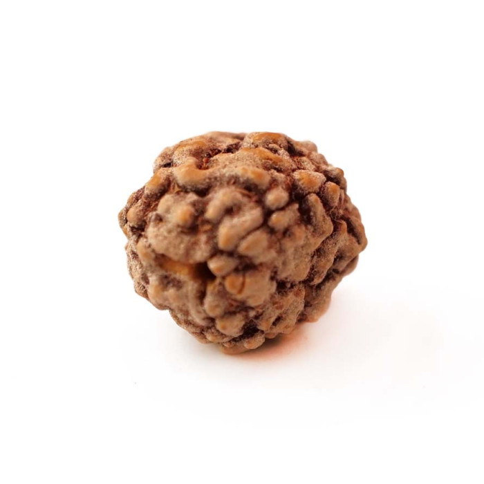 Rudraksha bead 3 faces