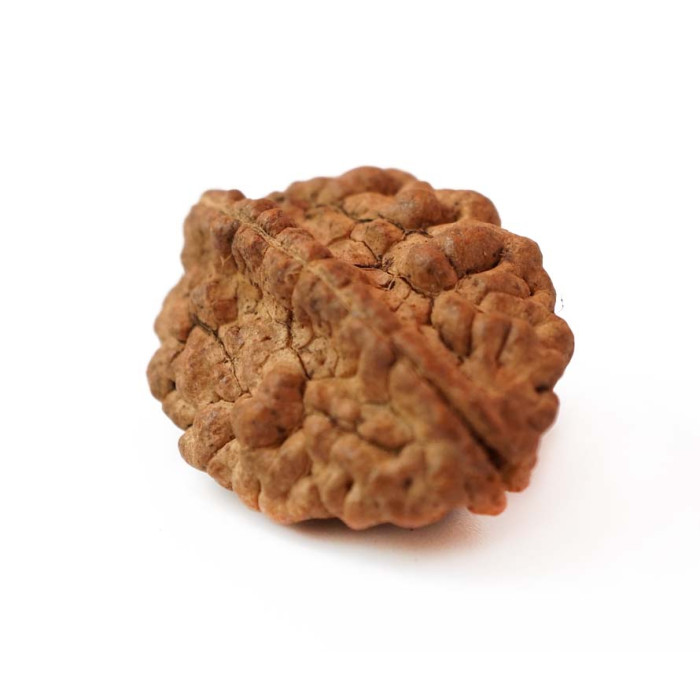 Rudraksha bead 2 faces