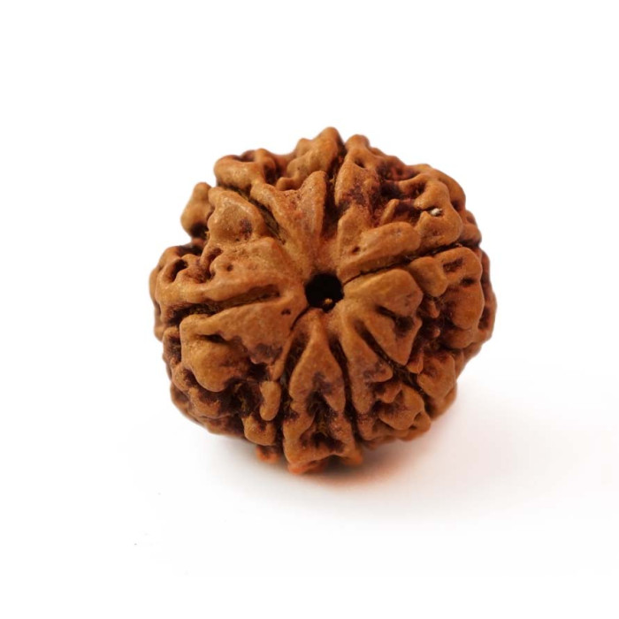 Rudraksha bead 7 faces