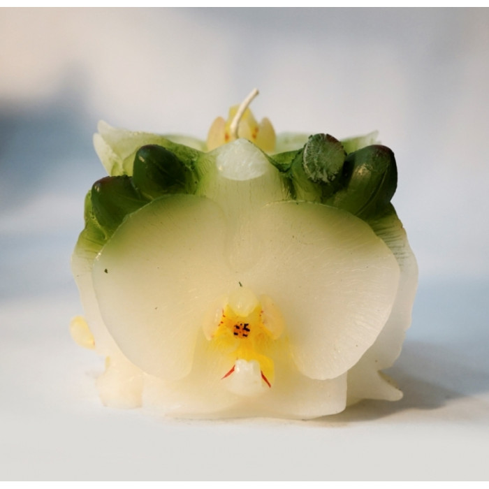 Candle Orchids square